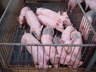Inversion en granja de cerdos marti